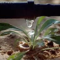 Drip irrigation