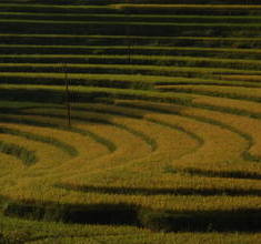 Rice field